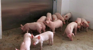 Gospodărie pusă sub restricţie sanitar-veterinară temporară! Pesta este de vină!
