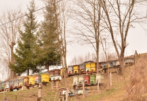 Apicultură: DAJ plătește subvenția de 25 lei/familia de albine