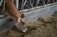 Ajutor de stat în sectorul creșterii animalelor, aprobat în ședință de guvern