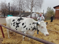Video: Demo de bonitare a unei vaci cu lapte Holstein din ferma Agroind Focșani realizată de Gheorghe Neață