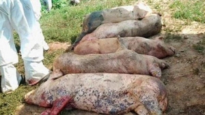 Comănicea, lovită de pestă porcină africană