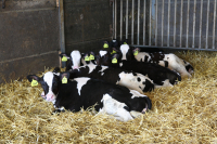 APIA primește Cereri inițiale anuale pentru ajutorul de stat în sectorul creşterii animalelor pentru anul 2021
