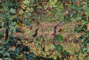 Alertă fitosanitară: A fost depistat organismul de carantină Xylophilus ampelinus la un import de plante de viță-de-vie din Italia