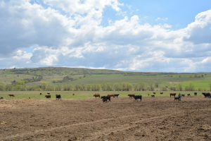 Recensământul General Agricol, runda 2020