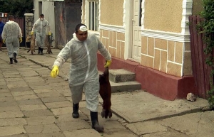 Autoritățile anunță: nu mai cumpărați porci necrotaliați. Pestă confimată în Timiș și Arad