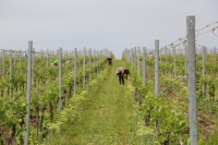 Interviu cu un extraterestru (E.T.), despre viticultura românească