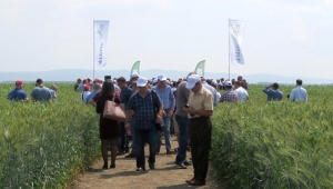 Finanțare de zeci de milioane de euro pentru Insula Mare a Brăilei