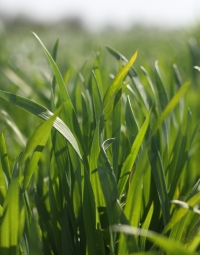 Fungicid de origine naturală, prima și unica soluție pentru Septoria în ultimii 15 ani