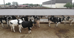 Ajutor de stat pentru crescătorii de bovine, aprobat