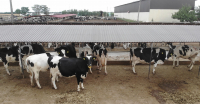 Ajutor de stat pentru crescătorii de bovine, aprobat