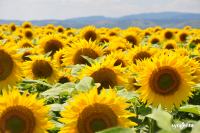 Încă un an de succes pentru hibrizii de floarea-soarelui de la Syngenta