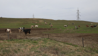 Până la final de iulie, APIA primește cereri inițiale anuale de solicitare a ajutorului de stat în sectorul creşterii animalelor
