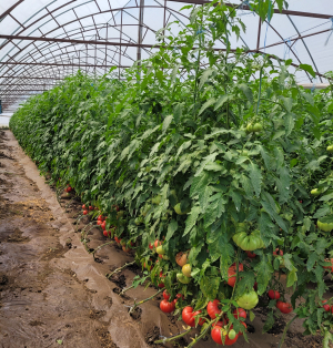 Tuta absoluta are leac. MADR a autorizat un insecticid biologic pentru comabaterea dăunătorului
