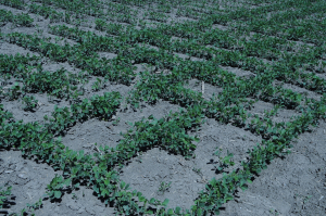 Sprijinul cuplat în sectorul vegetal, aprobat. Beneficiari, 46.000 de fermieri