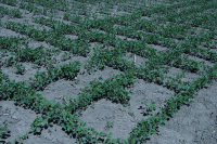 Sprijinul cuplat în sectorul vegetal, aprobat. Beneficiari, 46.000 de fermieri