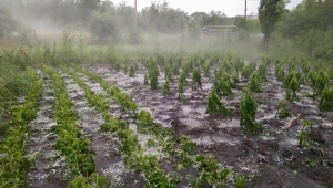 Mii de hectare de viţă-de-vie, afectate de grindină