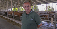 Hrana, esența calității cărnii de vită