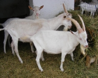 De minimis de 24 de milioane de lei acordat pentru achiziția de berbeci/ţapi de reproducţie din rase specializate pentru producţia de carne şi lapte