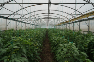 GLOBALG.A.P., un drum către profit