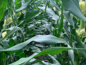Impactul conflictului ruso-ucrainean asupra sectorului agricol şi alimentar în Europa