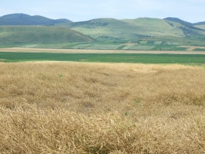 Comasarea prin schimburi între proprietari ar rezolva fărâmițarea terenurilor agricole