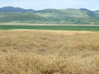 Comasarea prin schimburi între proprietari ar rezolva fărâmițarea terenurilor agricole