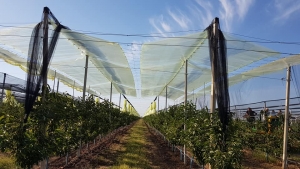 Nu vă grăbiți să plantați, recomandarea specialiștilor pentru pomicultori