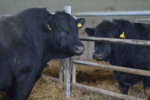 Ultimatum pentru ministrul Agriculturii! Organizațiile profesionale sistează ameliorarea bovinelor și eliberarea adeverințelor pentru cererea unică de plată, campania 2021
