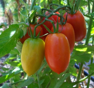 Cultivatorii cer prelungirea Programului „Tomata”