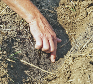 Fermierii români continuă să fie fiii ploii