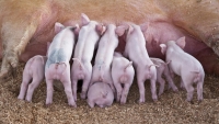 Crescătorii de porcine vor primi un ajutor de minimis pentru a cumpăra animale de reproducție din rase pure sau hibride. Au însă obligația să le țină minimum trei ani