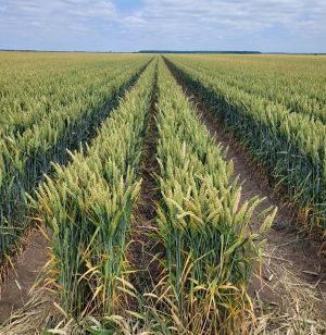 Agricultura conservativă, profitabilă