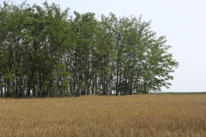 Ajutor de stat pentru înființarea de perdele forestiere. Depunerea cererilor: 3 august - 11 decembrie 2020
