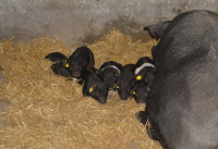 700.000 lei pentru crescătorii de porci Bazna și Mangalița