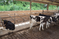APIA plătește „ajutorul COVID” la bovine: 140,37 lei pe animal și 541,87 lei pe tona de lapte