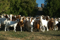 Apel al Cooperativei Caprirom Sud Muntenia