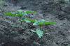 AIPROM, poziție față de propunerea de Regulament privind utilizarea durabilă a pesticidelor (SUR)