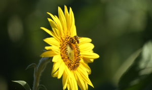 O aplicație pentru mobil ajută fermierii în gestionarea insecticidelor, ținând sub control insectele benefice și polenizatorii