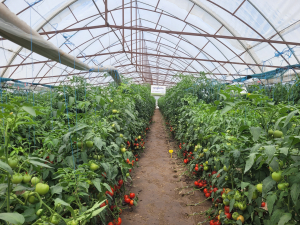 Divizie pentru produsele microambalate, Syngenta Professional Solutions