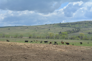Creșterea populațiilor de carnivore în Europa, un pericol pentru fermele de animale și gospodării