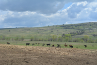 Creșterea populațiilor de carnivore în Europa, un pericol pentru fermele de animale și gospodării