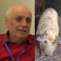 Ioan Rășinar, mare crescător de Mangalița: „M-am îndrăgostit de rasa asta!”