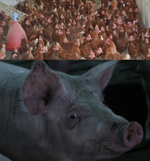 APIA eliberează adeverințe pentru crescătorii de porci și păsări