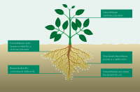 Biostimulatorul care asigură o creștere puternică și sănătoasă a plantelor, RhizoVital® C5