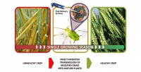 Cercetătorii departamentului nord-american de apărare și cercetări militare avansate – DARPA – vor „înrola” insectele dăunătoare pentru a proteja culturile agricole