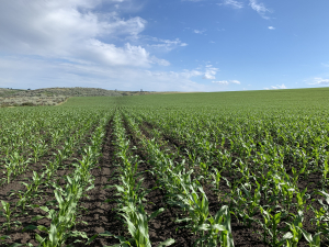 Combaterea integrată a buruienilor din cultura porumbului, cu produse de la Summit Agro