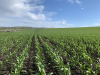 Combaterea integrată a buruienilor din cultura porumbului, cu produse de la Summit Agro