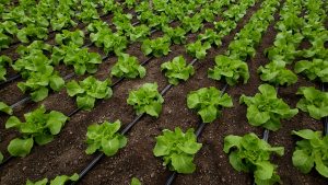 Legumicultura, ruda săracă de la masa agriculturii