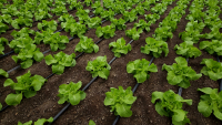Legumicultura, ruda săracă de la masa agriculturii
