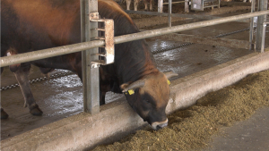ANT, tăiat drastic! Crescătorii de bovine se tem că nu vor supraviețui